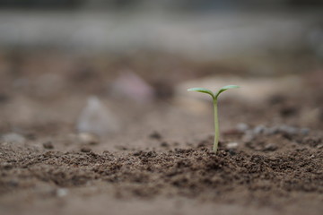 Closeup seedling are growing out from soil.