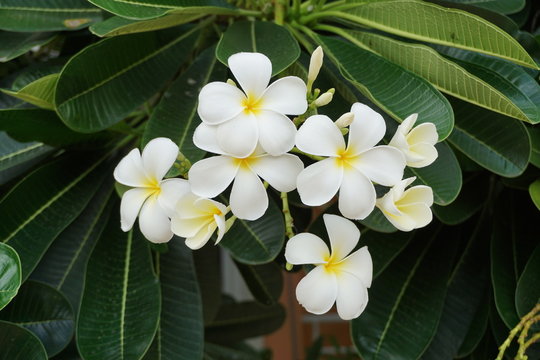 close up Plumera flowers or Frangipani.