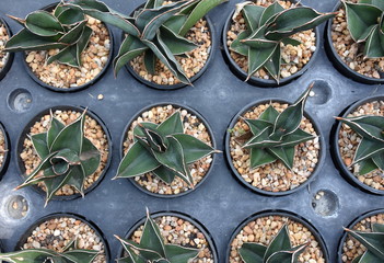 Succulents and cactus in the small garden, top view.

L
