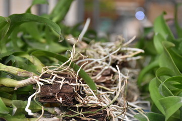 Orchid root, seedling of orchids.Orchid grows new young roots. Close up roots in the active phase of growth