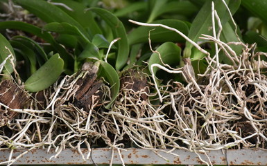 Orchid root, seedling of orchids.Orchid grows new young roots. Close up roots in the active phase of growth