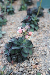 Focus on the succulent plants with beautiful flowers