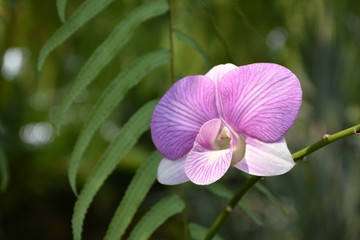 purple orchid flower