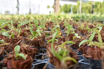 nature sapling orchid