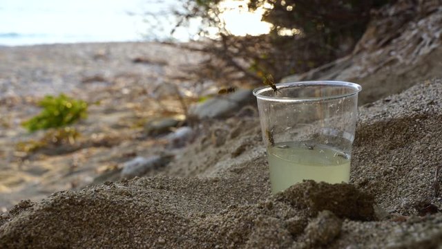 Hornets drown into glass of sparkling drinks, drinking flying around on sand of the beach