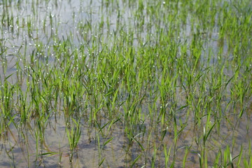Green rice fields in Thailand. Fresh spring green grass. Rice Background