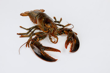 Brown big lobster isolated on white background.
