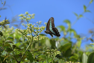 ヤブガラシの蜜を吸うアオスジアゲハ