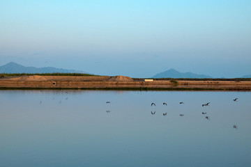 birds flying over a lagoon and creating their reflections
