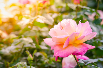 beautiful pink rose flower on tree in a garden