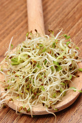 Radish sprouts as source natural vitamins and minerals. Healthy nutrition