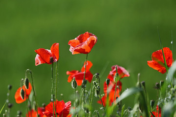 Poppies flowering Latin papaver rhoeas with the light behind in Italy in Springtime a remembrance...