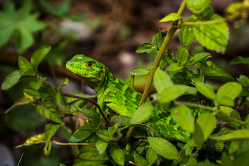 Iguana verde pequeña escondida entre las hojas