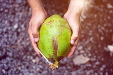 Asian man holding the heavy green fresh coconut, the farmer harvesting the healthy fruit product in...