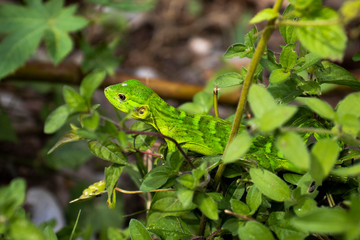 Iguana verde pequeña escondida entre las hojas
