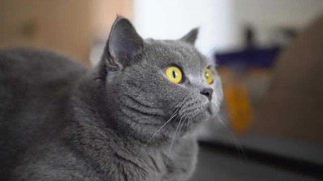 Close-up of a cute gray-blue British shorthair pet cat