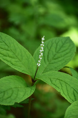 フタリシズカの花