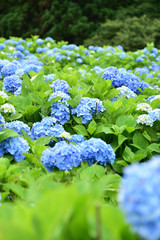 公園のアジサイ