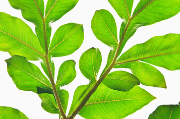 tropical green leaf isolate on white background