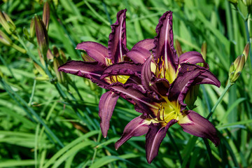 Dark maroon daylily blooming in a garden with green foliage in the background
