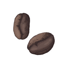 Naklejka premium Vector illustration of 2 grains of coffee drawn by hand hatching in color. Organic natural coffee for brand and packaging design, icon for logo or cafe name