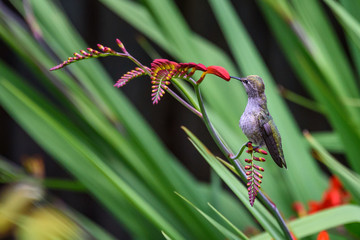  Hummingbird perched on a crocosmia flower feeding on another flower

