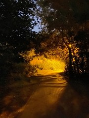 Obraz premium sunset in the forest