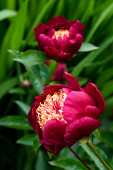 Vibrant red and yellow peony blooming in a garden
