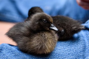 Fluffy black pet Cayuga ducklings sitting on a denim covered leg
