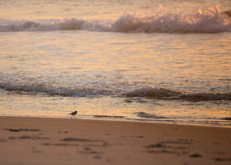 Birds on the coast in Assateague state park