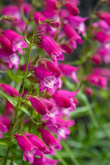 Closeup of pink and white Beardtongue flowers blooming in a garden
