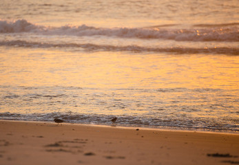 Birds on the coast in Assateague state park