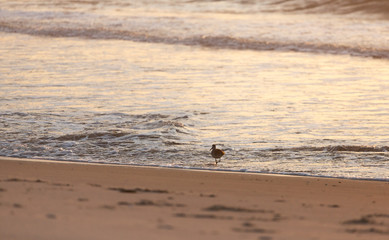 Fototapeta na wymiar Birds on the coast in Assateague state park