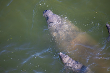 Obraz premium mammal sea swimming manati con gemelos wildlife