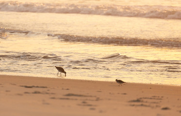 Birds on the coast in Assateague state park