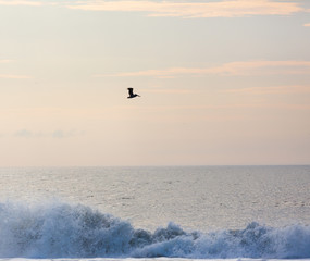 Brown Pelicans in Assateague state park