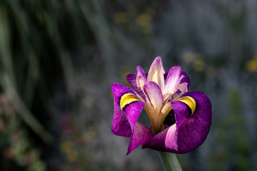Closeup of purple and yellow iris blooming in a garden
