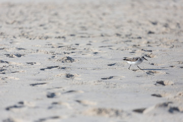 Birds on the coast in Assateague state park