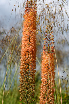 Majestic tall orange Foxtail Lily blooming with ornamental grasses in a garden
