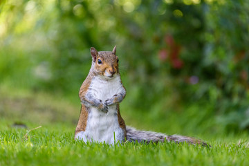 Closeup of cute squirrel standing tall in the lawn
