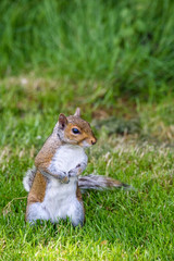 Closeup of cute squirrel standing tall in the lawn
