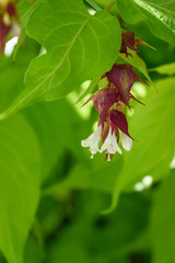 Closeup of maroon and white Himalayan Honeysuckle blooming in the garden
