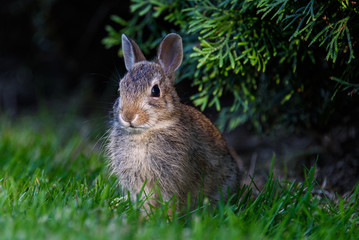 Closeup of baby bunny sitting on the lawn, arbor vitae as background
