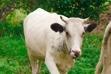 cow grazing on a green meadow. large horned livestock eats the grass. animals close up. Concept of meat products, agriculture, life in nature, organization for the protection of animals