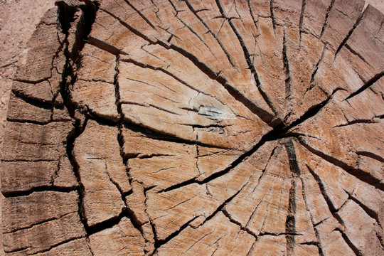 wood, tronco con zurcos