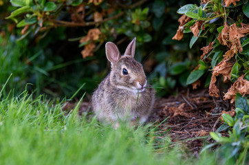 Naklejka na ściany i meble Closeup of young bunny grazing on grass at the edge of a garden 