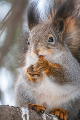 Obraz premium The squirrel with nut sits on a fir branches in the winter or autumn.