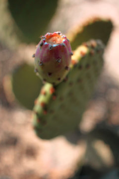 Nopal con tuna