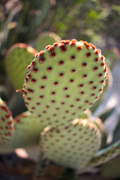 Nopal verde con espinas rojas
