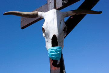 Cr&aacute;neo de bovino con cubre boca